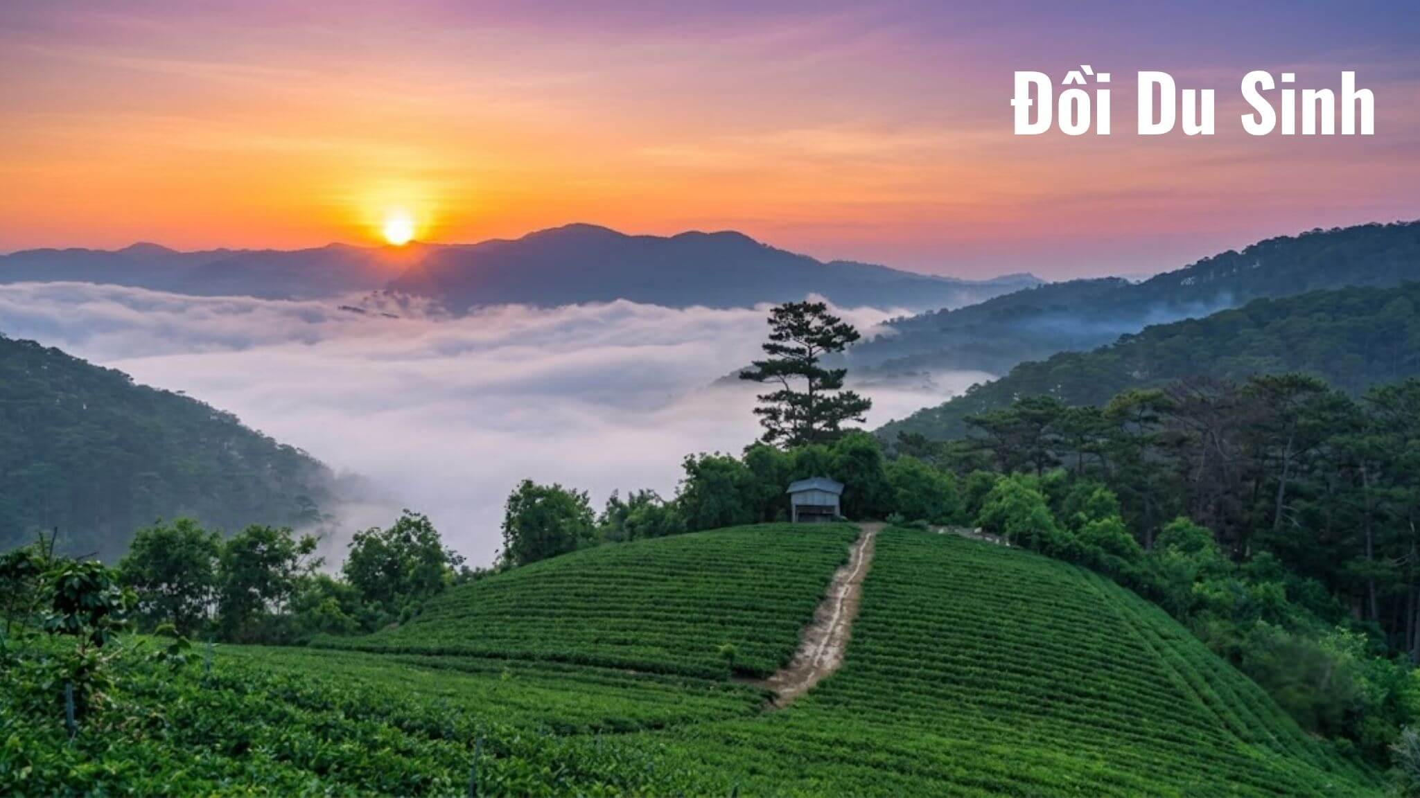 Trốn Đám Đông: 5 Góc Hoàng Hôn Đà Lạt Cực Thơ Để Picnic Trà Bánh